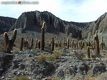 Cardones en Quebrada del Toro