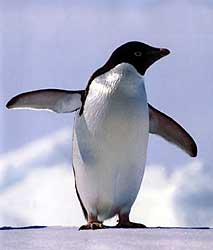 Pingüino