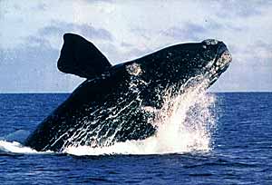 ballena