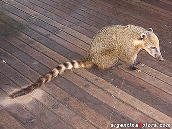 Coatí, Serán sus compañeros durante la visita al parque