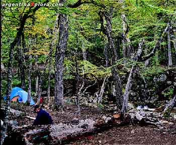 Campamento en un bosque del sur argentino