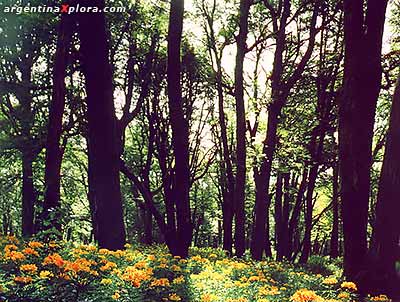 Bosques del sur argentino