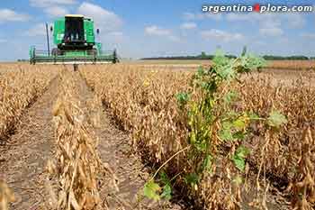 Falta de lluvia en los cultivos de maíz