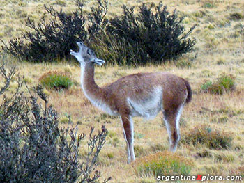 Guanaco en la Patagonia