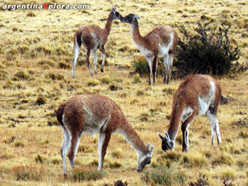 Guanacos pastando en la estepa patagónica