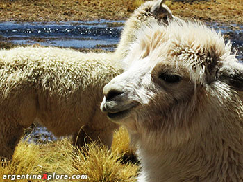 Llamas blancas