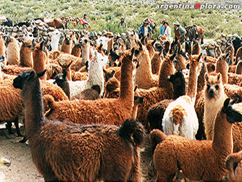 Reunión de llamas y productores en el noroeste argentino