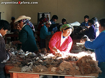 Clasificando las fibras luego de la esquila