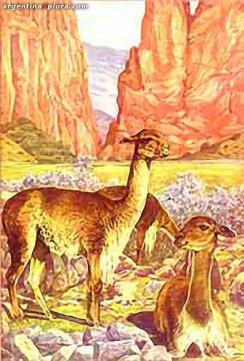 Vicuñas Ilustración de Conrado Wiender (1882-1945)