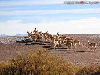 Vicuñas cerca de Tolar Grande en la Puna de Salta