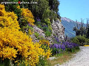 Retamas, lupinos y margaritas exóticas en Bariloche
