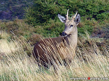 Huemul, Monumento Natural