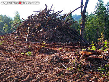 situación ambiental de Argentina