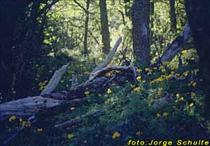 Bosques Andino Patagónicos