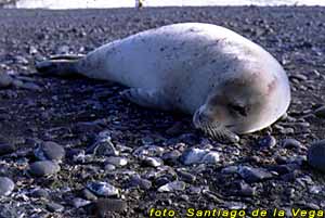 Foca cangrejera