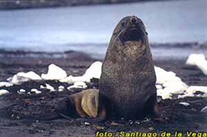 Lobo marino de dos pelos 