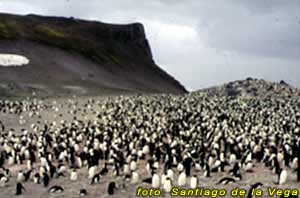 Pingüinera cercana a la Base Jubany