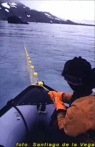 Pesca con trasmallo Islas Shetland del Sur
