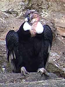 Cóndor en el Zoologico