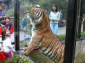 Tigre de Bengala en el Zoologico de Buenos Aires