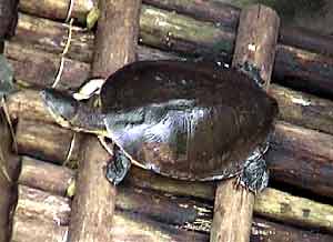 Tortuga acuatica