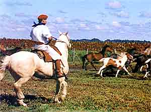 a caballo arreando en el corral de la estancia