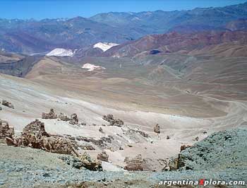 Ciervo en bosque de caldenes en La Pampa Espinal