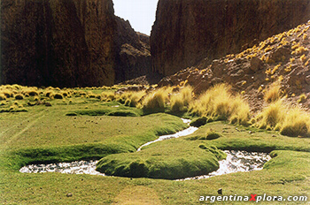 Vegas en las nacientes del Río Real Grande. Antofagasta de la Sierra, Catamarca