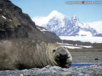 Elefante marino