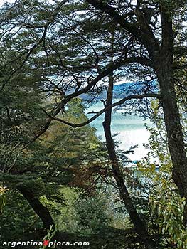 Coihues junto al Lago Nahuel Huapi