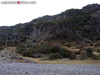 Bosque de lengas junto al mar, Tierra del Fuego