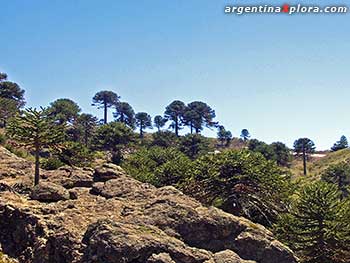 Pehuenes (araucarias) en Coesta de Rahué, Neuquén