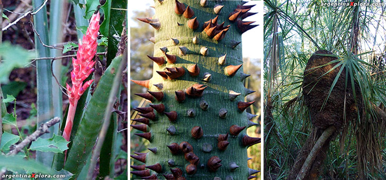 Bromelia - Corteza de Palo Borracho - Avispero - Chaco Húmedo