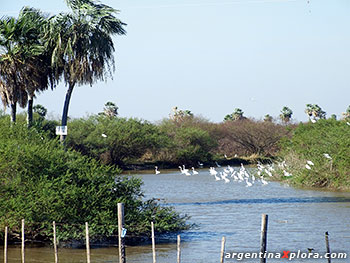 Garzas en riacho próximo a Laguna Blanca