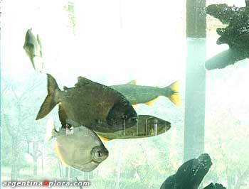 Pacú, Dorado y Palometa (Piraña) en Acuario de Isla del Cerrito. Provincia del Chaco