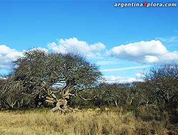 Calden Espinal La Pampa