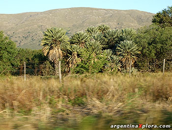 Palmeras caranday cerca de Traslasierra, Córdoba