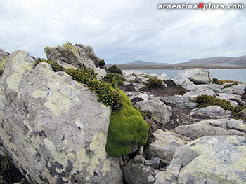 Azorella glebaria en la Isla Soledad