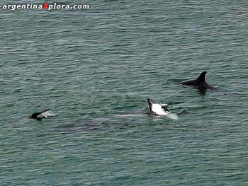 Delfines