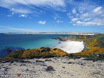 Playa Gypsy Cove en las Islas Malvinas