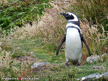 Pingüino magallánico