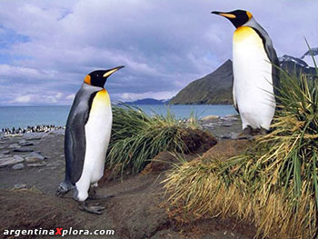 Pingüinos rey y pasto Tussok