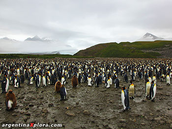 Colonia de pingüinos rey en la planicie de
Salisbury en la Isla San Pedro, Georgias del Sur