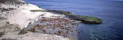 colonia de lobos marinos