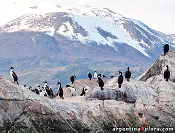 Petreles en Tierra del Fuego