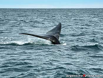 Ballena Franca Austral en Puerto Pirámides, Chubut