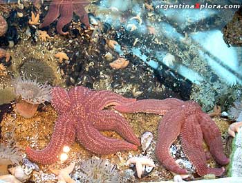 Estrellas de mar en el Acuario de Puerto Madryn, Chubut