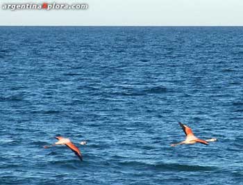 Flamencos en la Patagonia