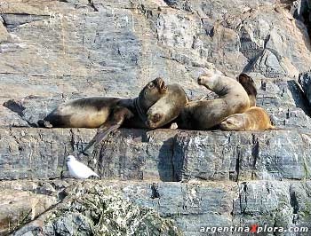 Lobos marinos en Tierra del Fuego