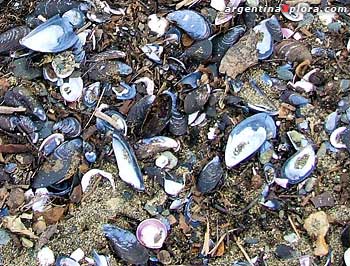 Conchas de mejillones en la orilla del Canal de Beagle.
